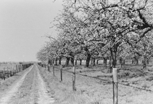 841069 Gezicht op een landweggetje langs een bloeiende boomgaard bij 't Goy (gemeente Houten).